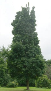 Acer Platanoides 'Columnare' (Columnar Maple)